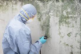 Reliable Devola, OH Mold Removal & Remediation Solutions